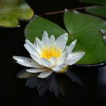 foto van lotusbloem