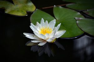 foto van lotusbloem