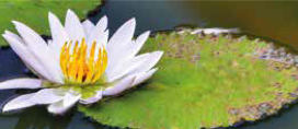 Witte lotusbloem