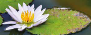 Witte lotusbloem