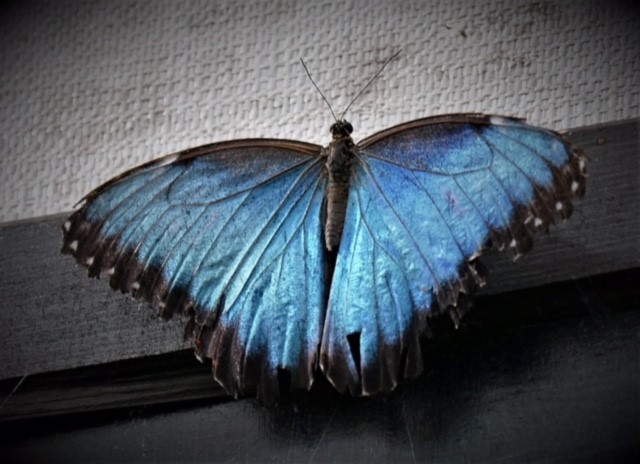 Vlinder stralend blauwe geopende vleugels
