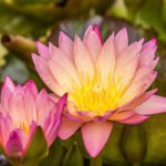 Vredesmeditatie lotus