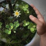 Schaal met lotus